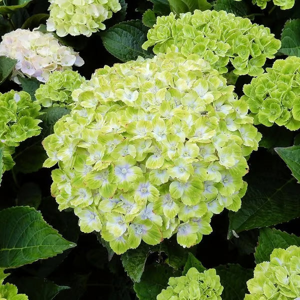 🌈mix hydrangea - beautiful and hardy perennial flowers for your garden + 100 grams organic pot mix free