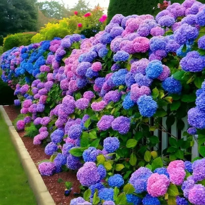 🌈Mix Hydrangea - Beautiful and Hardy Perennial Flowers for Your Garden + 100 Grams Organic Pot Mix Free