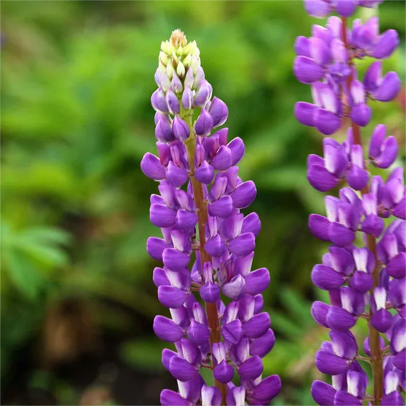 💞mother's love-russell lupine🎊high quality seeds💥50% off + 100 grams organic pot mix free