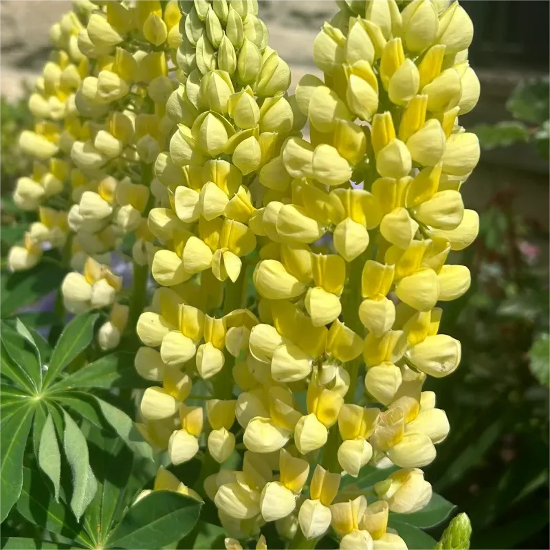 💞mother's love-russell lupine🎊high quality seeds💥50% off + 100 grams organic pot mix free