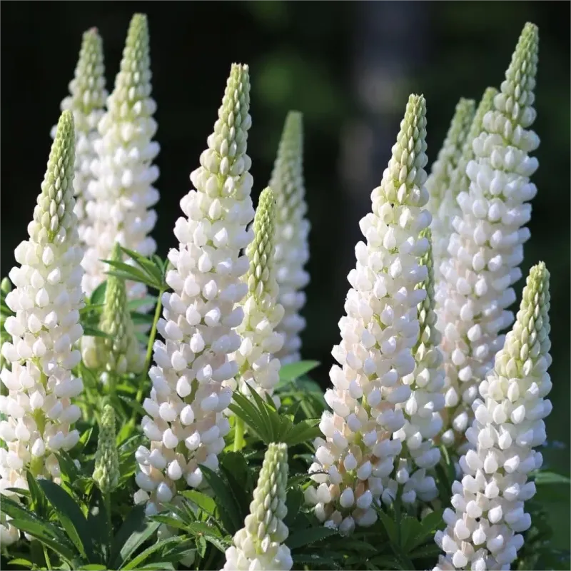 💞mother's love-russell lupine🎊high quality seeds💥50% off + 100 grams organic pot mix free
