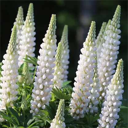 💞MOTHER'S LOVE-RUSSELL LUPINE🎊HIGH QUALITY SEEDS💥50% OFF + 100 Grams Organic Pot Mix Free