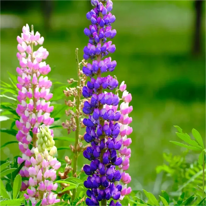 💞MOTHER'S LOVE-RUSSELL LUPINE🎊HIGH QUALITY SEEDS💥50% OFF + 100 Grams Organic Pot Mix Free