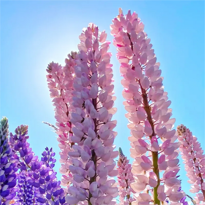 💞MOTHER'S LOVE-RUSSELL LUPINE🎊HIGH QUALITY SEEDS💥50% OFF + 100 Grams Organic Pot Mix Free