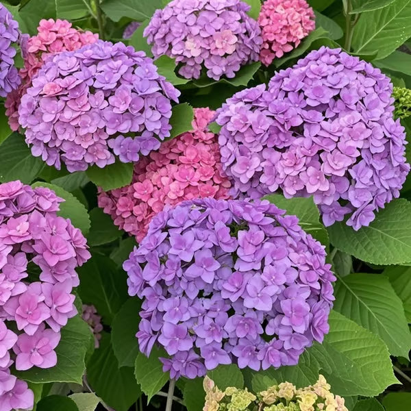 🌈mix hydrangea - beautiful and hardy perennial flowers for your garden + 100 grams organic pot mix free
