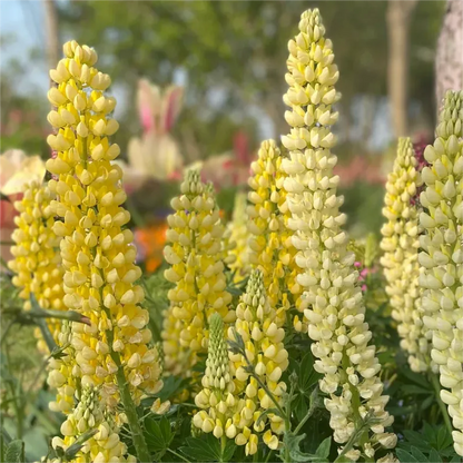 💞MOTHER'S LOVE-RUSSELL LUPINE🎊HIGH QUALITY SEEDS💥50% OFF + 100 Grams Organic Pot Mix Free