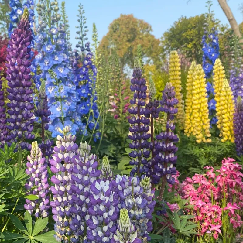 💞mother's love-russell lupine🎊high quality seeds💥50% off + 100 grams organic pot mix free