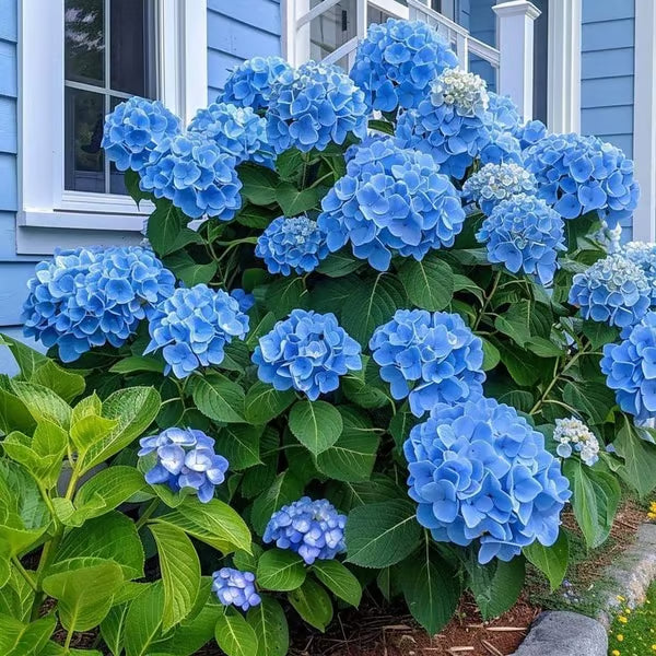 🌈mix hydrangea - beautiful and hardy perennial flowers for your garden + 100 grams organic pot mix free