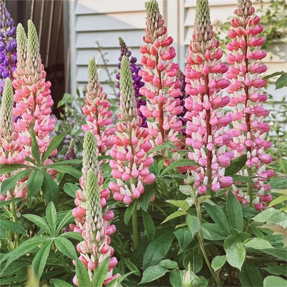 💞MOTHER'S LOVE-RUSSELL LUPINE🎊HIGH QUALITY SEEDS💥50% OFF + 100 Grams Organic Pot Mix Free