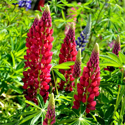 💞MOTHER'S LOVE-RUSSELL LUPINE🎊HIGH QUALITY SEEDS💥50% OFF + 100 Grams Organic Pot Mix Free
