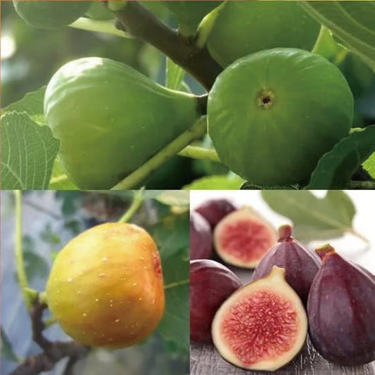 🏆 New Harvest🌿Brown Turkey Fig Seeds –High Yield & Easy to Grow (Container Friendly & 99% Germination)🌱BUY 1 GET 1 FREE! 🌱