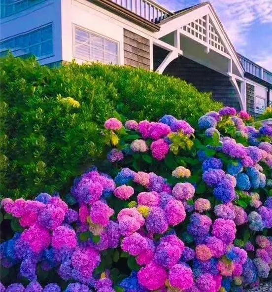 🌈mix hydrangea - beautiful and hardy perennial flowers for your garden + 100 grams organic pot mix free