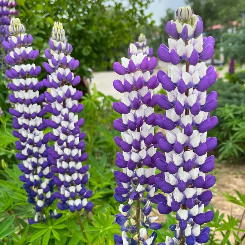 💞mother's love-russell lupine🎊high quality seeds💥50% off + 100 grams organic pot mix free