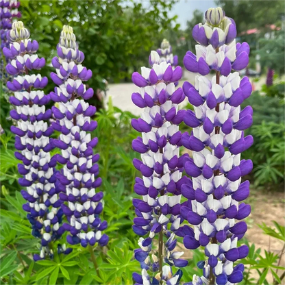 💞MOTHER'S LOVE-RUSSELL LUPINE🎊HIGH QUALITY SEEDS💥50% OFF + 100 Grams Organic Pot Mix Free
