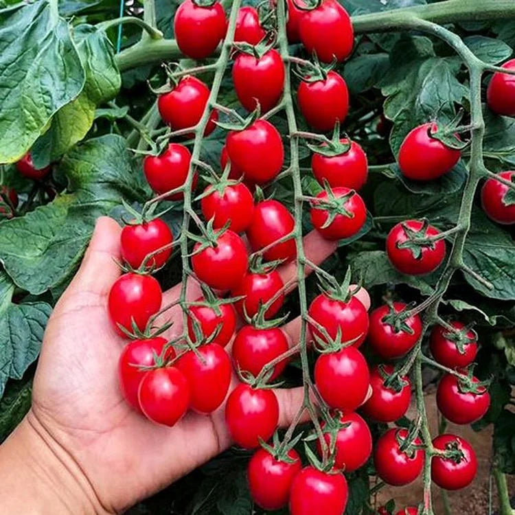 🎉limited time offer 🍅waterfall tomato seeds（high yield）100 grams organic pot mix free