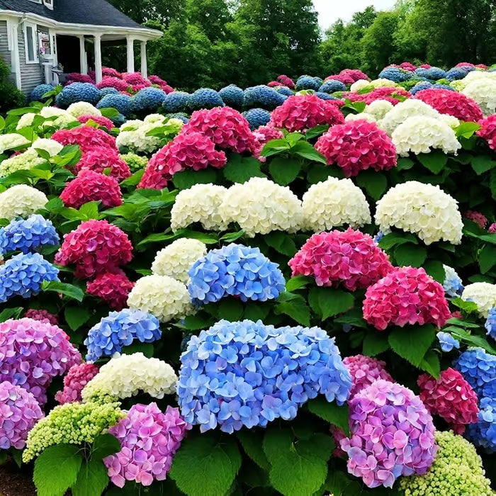 🌈mix hydrangea - beautiful and hardy perennial flowers for your garden + 100 grams organic pot mix free