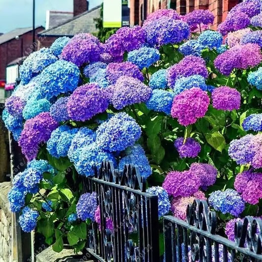 🌈Mix Hydrangea - Beautiful and Hardy Perennial Flowers for Your Garden + 100 Grams Organic Pot Mix Free