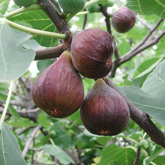 🏆 New Harvest🌿Brown Turkey Fig Seeds –High Yield & Easy to Grow (Container Friendly & 99% Germination)🌱BUY 1 GET 1 FREE! 🌱