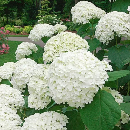 🌈Mix Hydrangea - Beautiful and Hardy Perennial Flowers for Your Garden + 100 Grams Organic Pot Mix Free