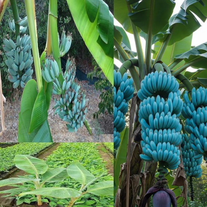 🍌 Blue Java Banana Seeds 🍌 Ice Cream banana/Hawaiian banana, Original Variety, Very Sweet Fruit Healthy Live Plant🔥Buy 1 Get 1 Free🔥
