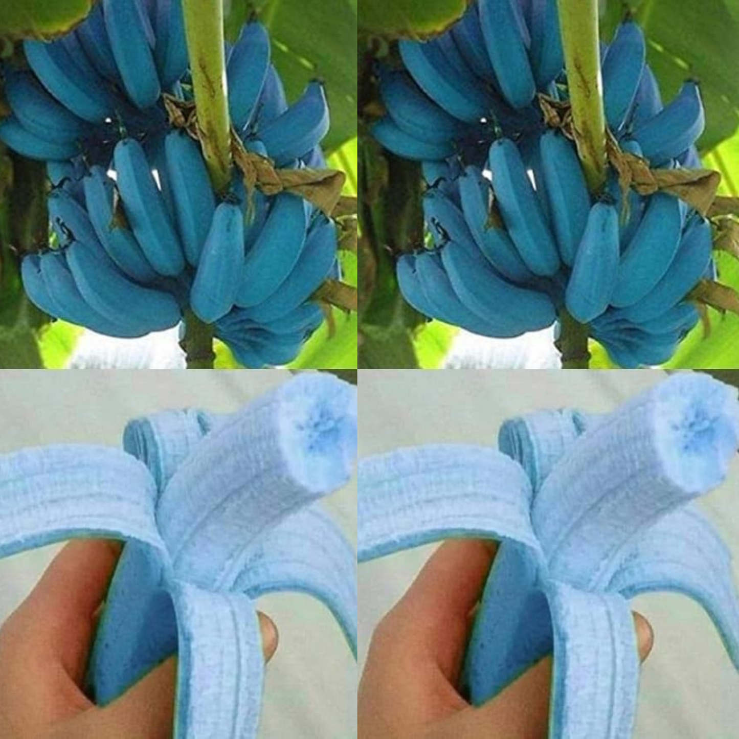 🍌 blue java banana seeds 🍌 ice cream banana/hawaiian banana, original variety, very sweet fruit healthy live plant🔥buy 1 get 1 free🔥