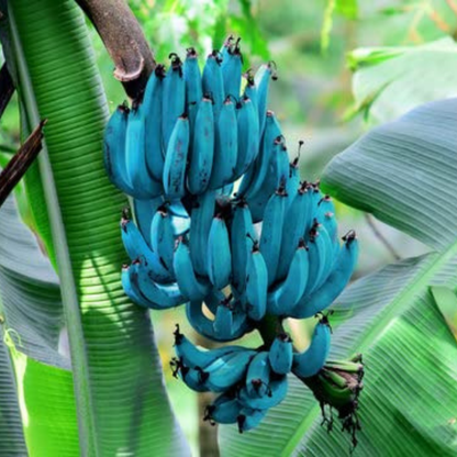 🍌 Blue Java Banana Seeds 🍌 Ice Cream banana/Hawaiian banana, Original Variety, Very Sweet Fruit Healthy Live Plant🔥Buy 1 Get 1 Free🔥