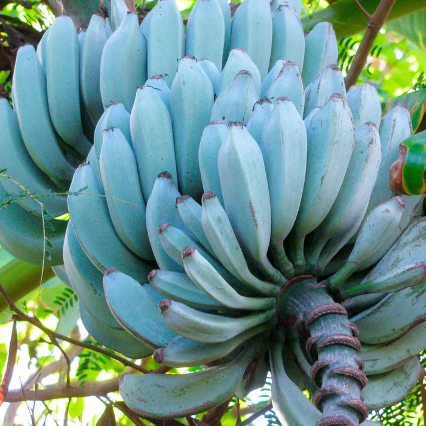 🍌 blue java banana seeds 🍌 ice cream banana/hawaiian banana, original variety, very sweet fruit healthy live plant🔥buy 1 get 1 free🔥