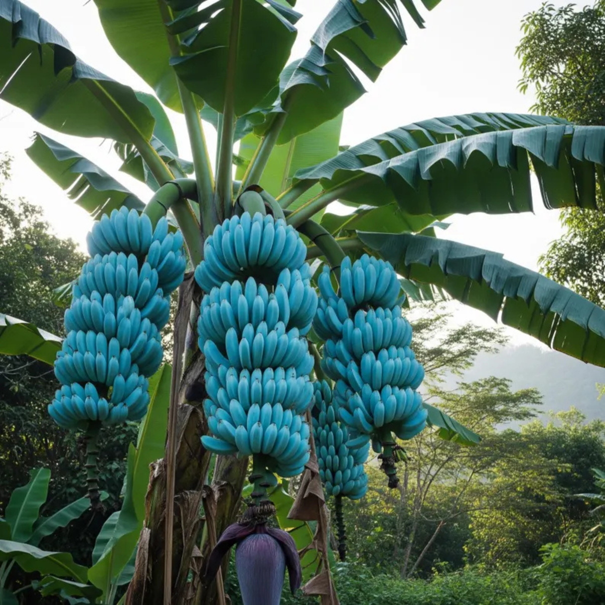 🍌 Blue Java Banana Seeds 🍌 Ice Cream banana/Hawaiian banana, Original ...