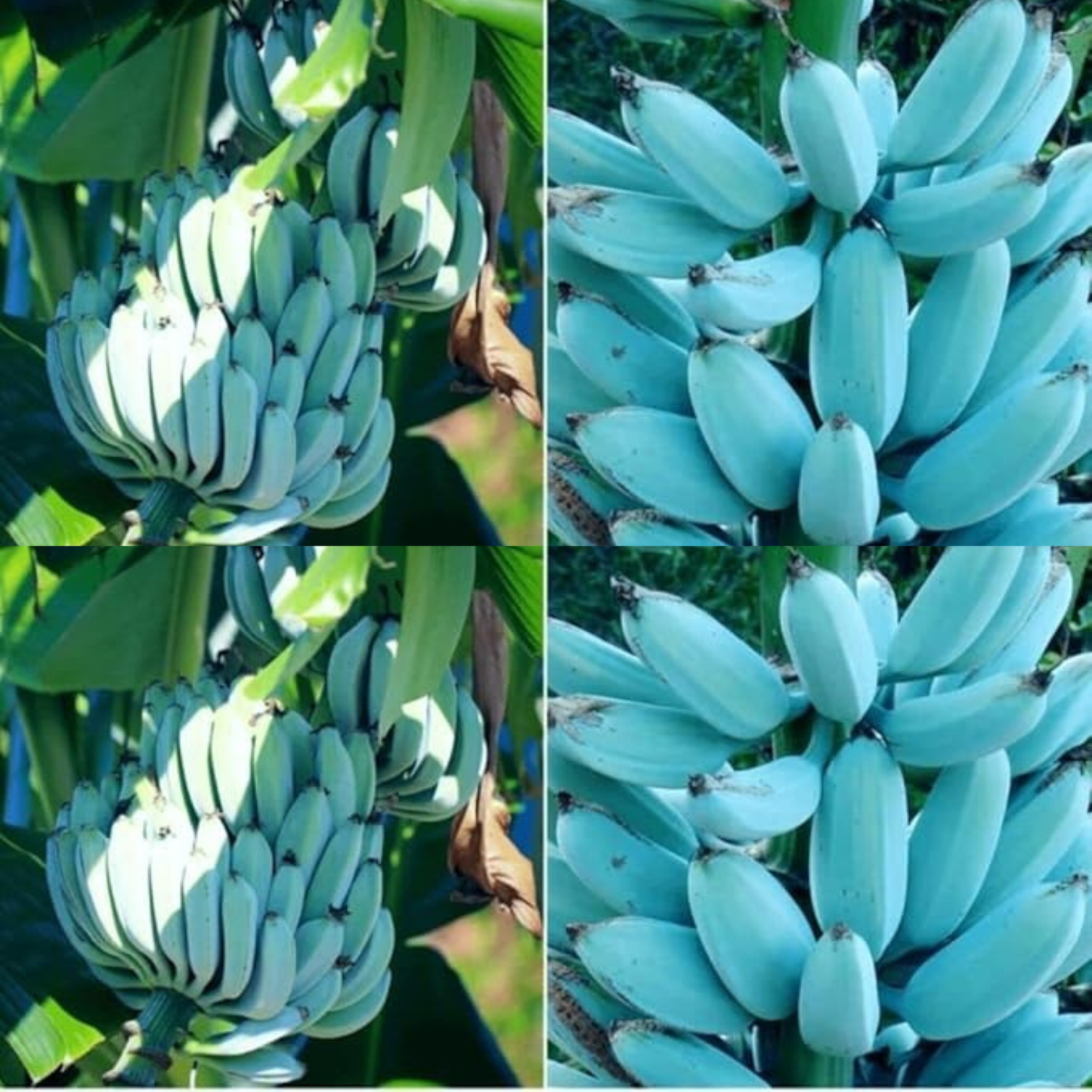 🍌 blue java banana seeds 🍌 ice cream banana/hawaiian banana, original variety, very sweet fruit healthy live plant🔥buy 1 get 1 free🔥