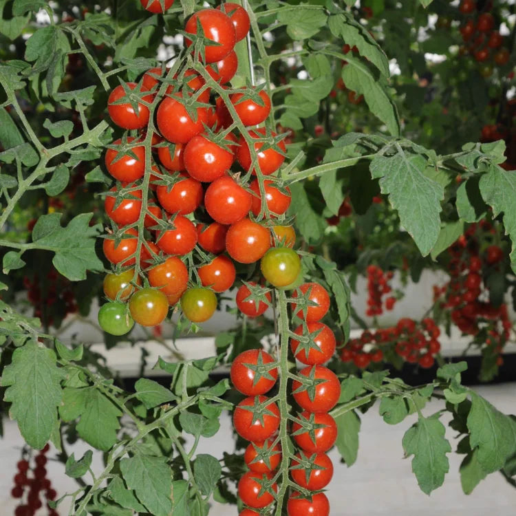 🎉limited time offer 🍅waterfall tomato seeds（high yield）100 grams organic pot mix free