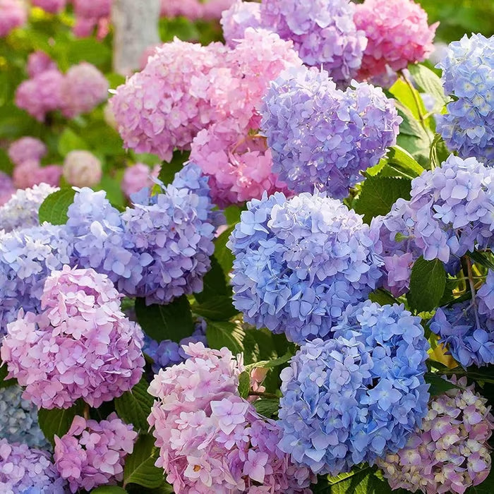 🌈mix hydrangea - beautiful and hardy perennial flowers for your garden + 100 grams organic pot mix free