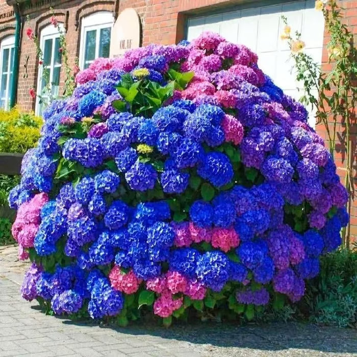 🌈mix hydrangea - beautiful and hardy perennial flowers for your garden + 100 grams organic pot mix free