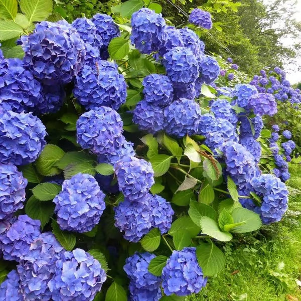 🌈mix hydrangea - beautiful and hardy perennial flowers for your garden + 100 grams organic pot mix free