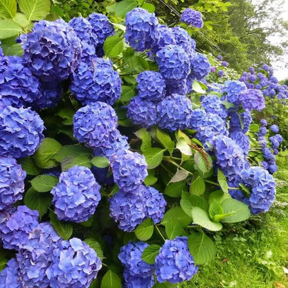 🌈Mix Hydrangea - Beautiful and Hardy Perennial Flowers for Your Garden + 100 Grams Organic Pot Mix Free