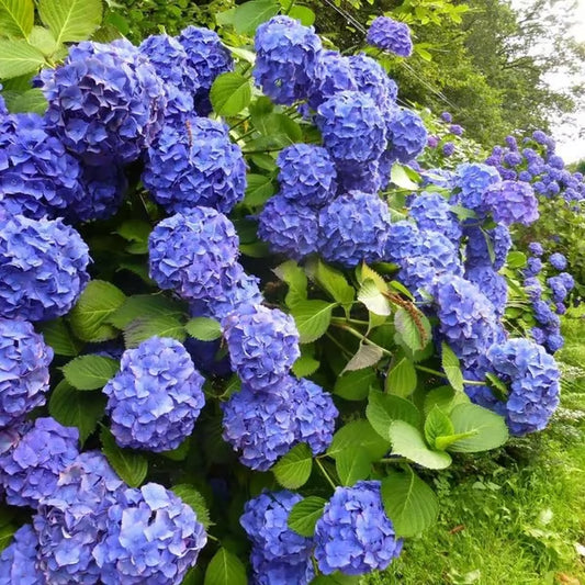 🌈Mix Hydrangea - Beautiful and Hardy Perennial Flowers for Your Garden + 100 Grams Organic Pot Mix Free