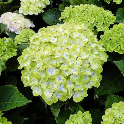 🌈Mix Hydrangea - Beautiful and Hardy Perennial Flowers for Your Garden + 100 Grams Organic Pot Mix Free