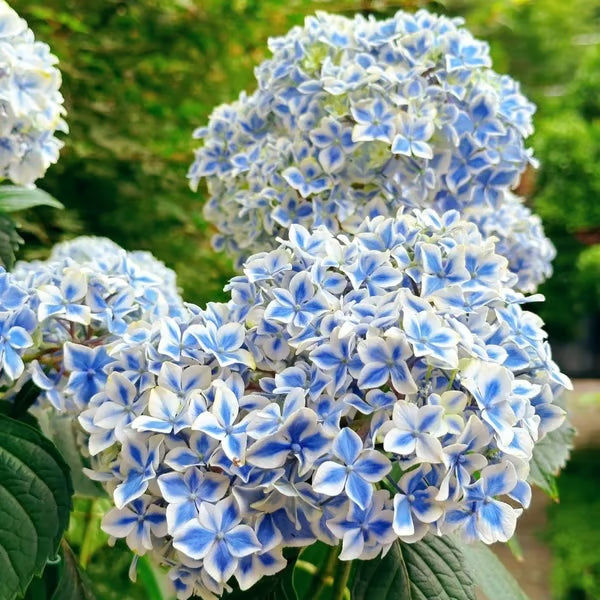 🌈mix hydrangea - beautiful and hardy perennial flowers for your garden + 100 grams organic pot mix free