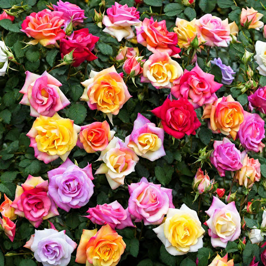 🌸Mixed Color Rainbow Rose Seeds – 🌿Perennial Flower Seeds / Large Flowers / Easy to Grow🌸🔥 BUY 1 GET 1 FREE! 🔥