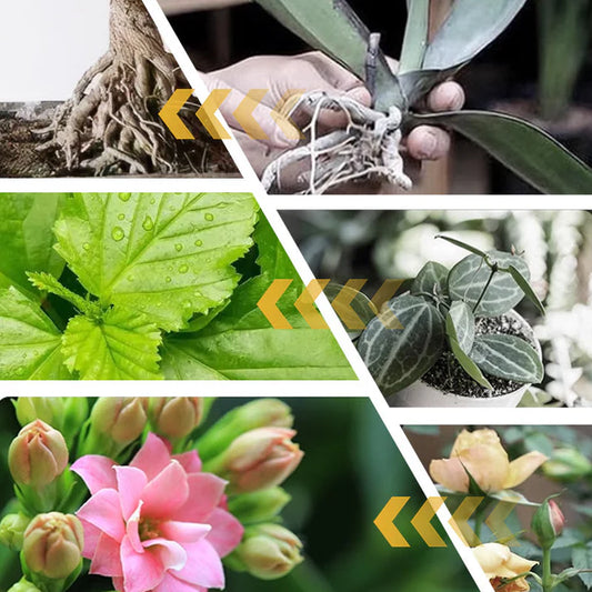 🔥Water Soluble Bloom Fertilizer for Flowers 🔥 BUY 1 GET 1 FREE! 🔥